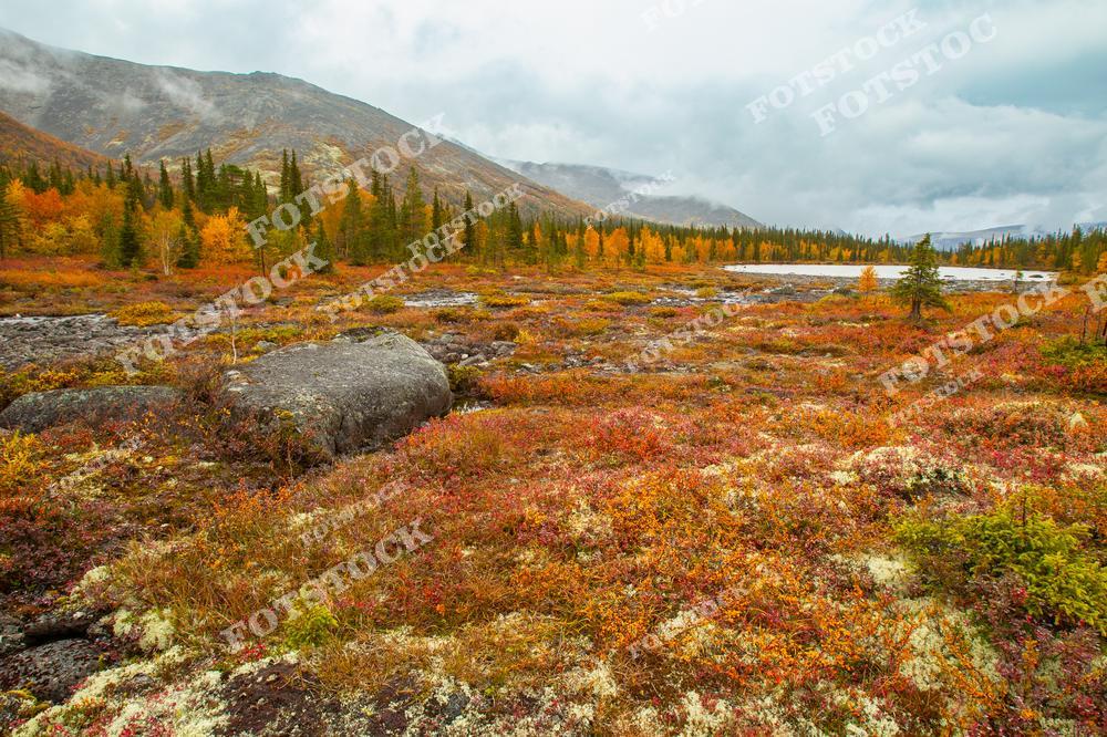 На фотографии изображён осенний ландшафт с пестрыми мхами и кустарниками, окружённый лесом и горами Хибин. На заднем плане виднеется озеро под облачным небом, подчёркивающее красоту и спокойствие северной природы. Этот пейзаж отражает уникальную атмосферу Кольского полуострова в осеннюю пору.